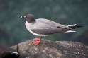 046 Swallow tailed gull 04